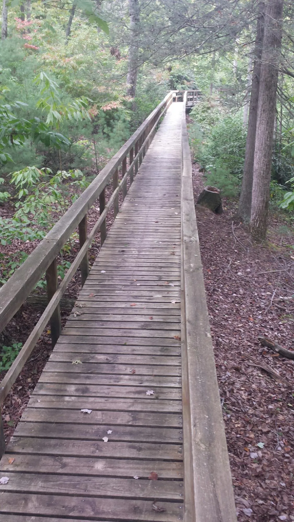 Long wood walkway with handrails built through the woods in Hurricane Mills